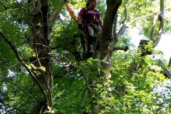 thinning down a large Ash tree overghanging onto neighbours.